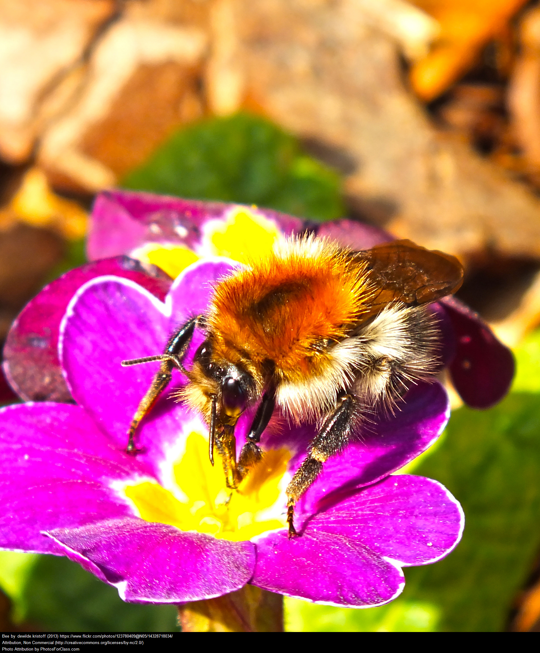 abeille sauvage