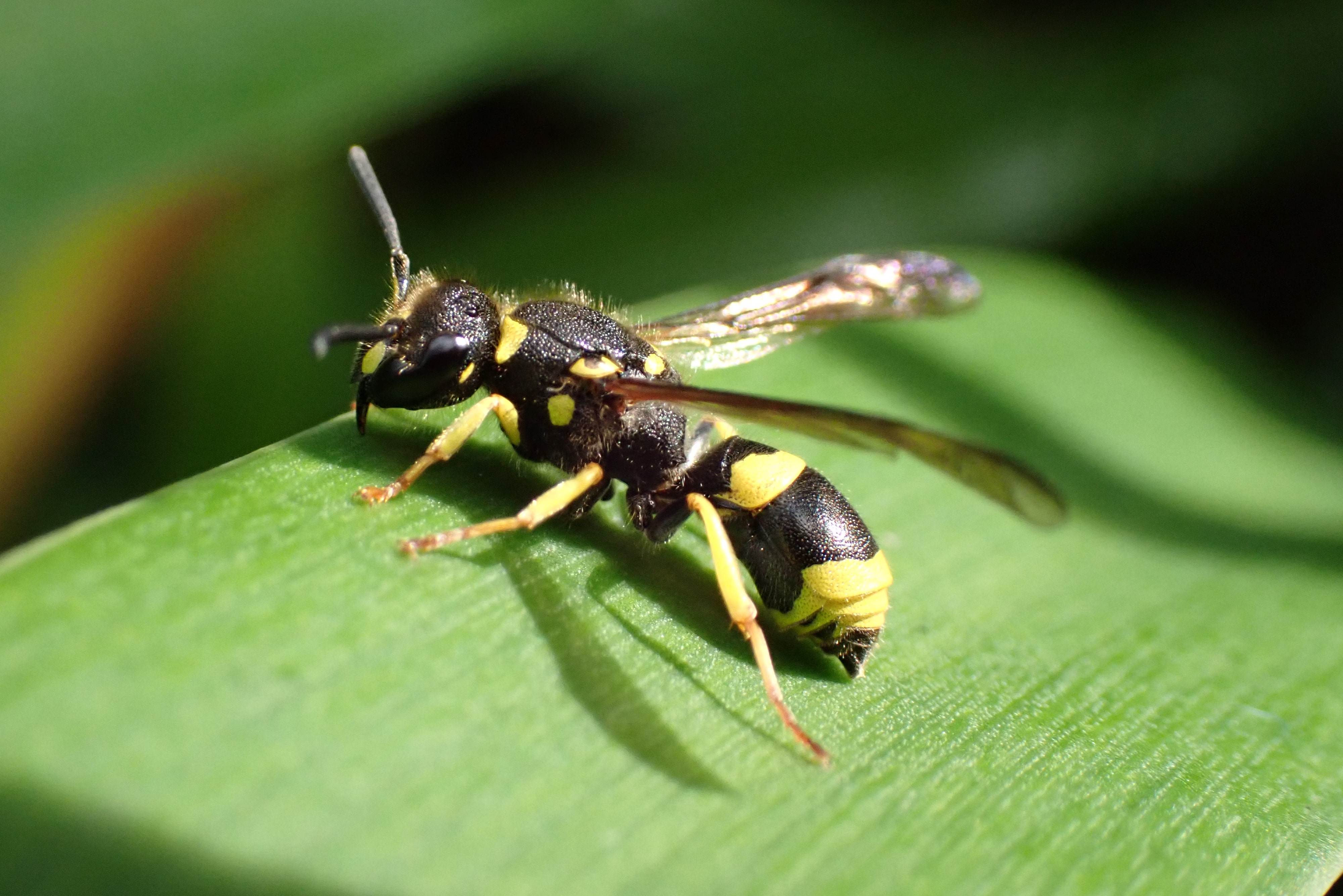 Ancistrocerus (guêpe)