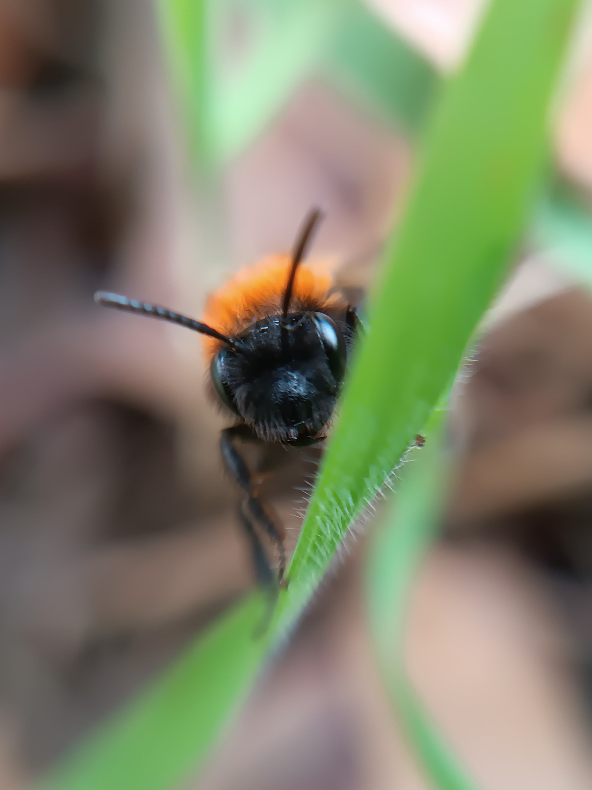 Andrena fulva (abeille solitaire)