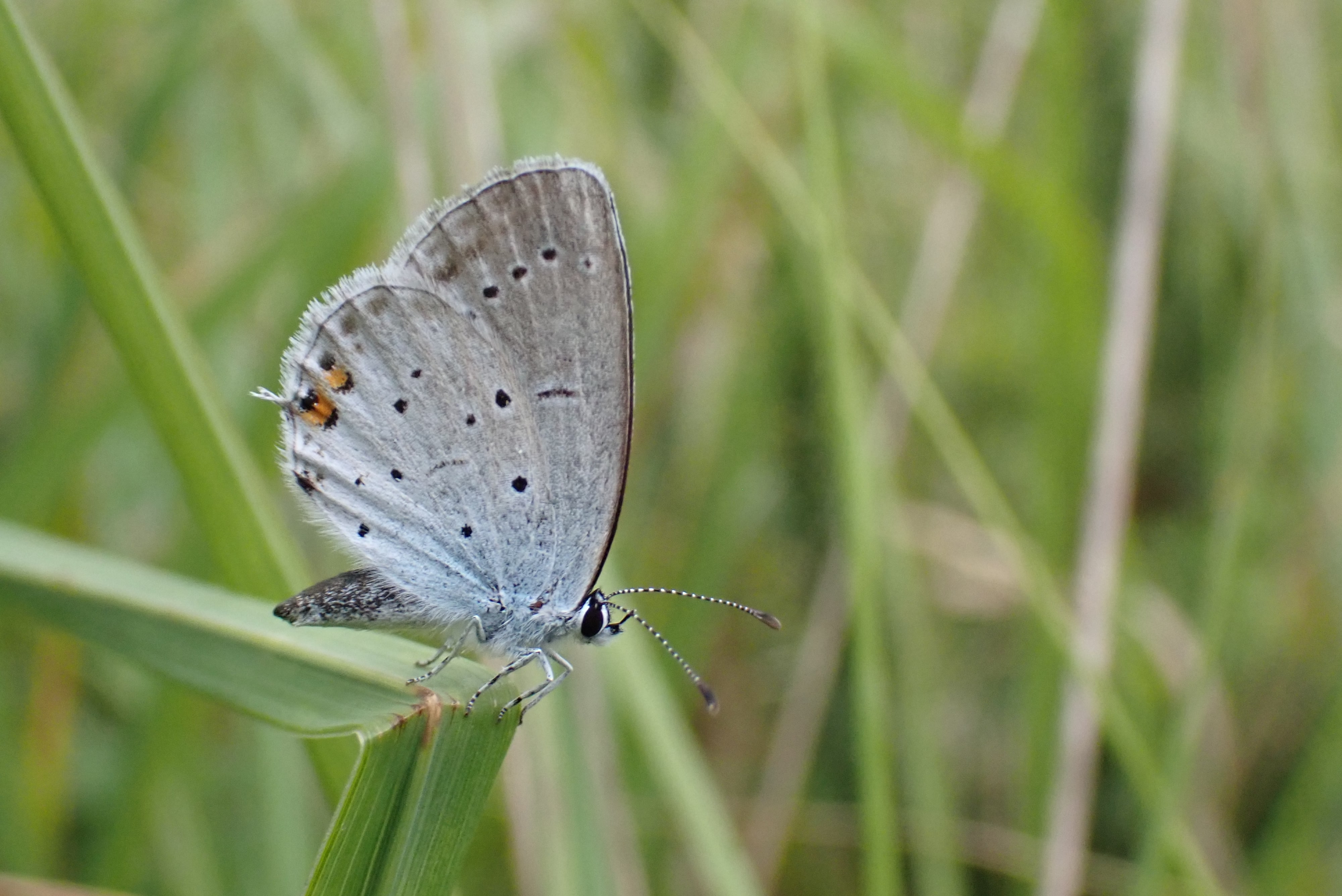 Azuré du trèfle (papillon)