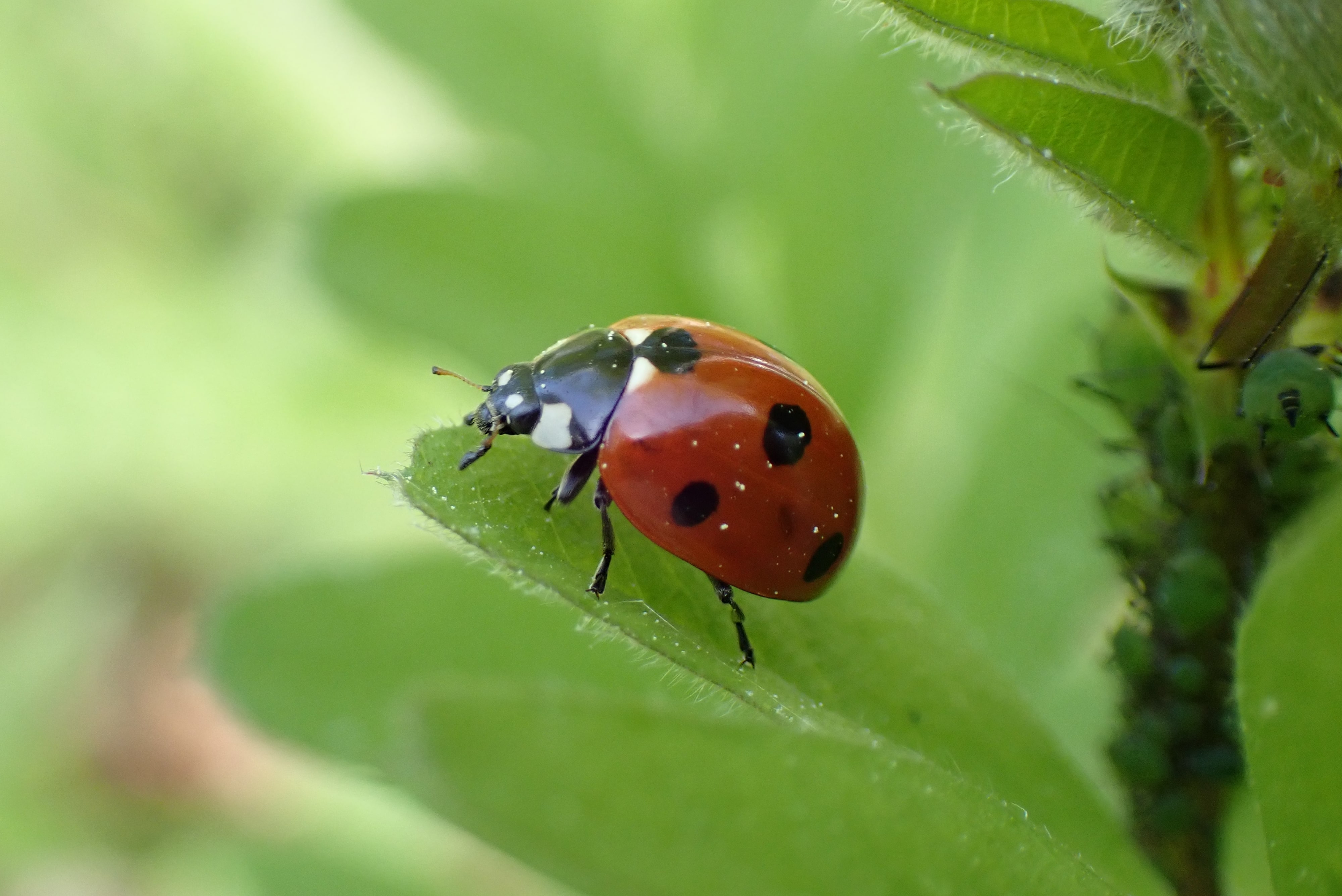 Coccinelle à 7 points