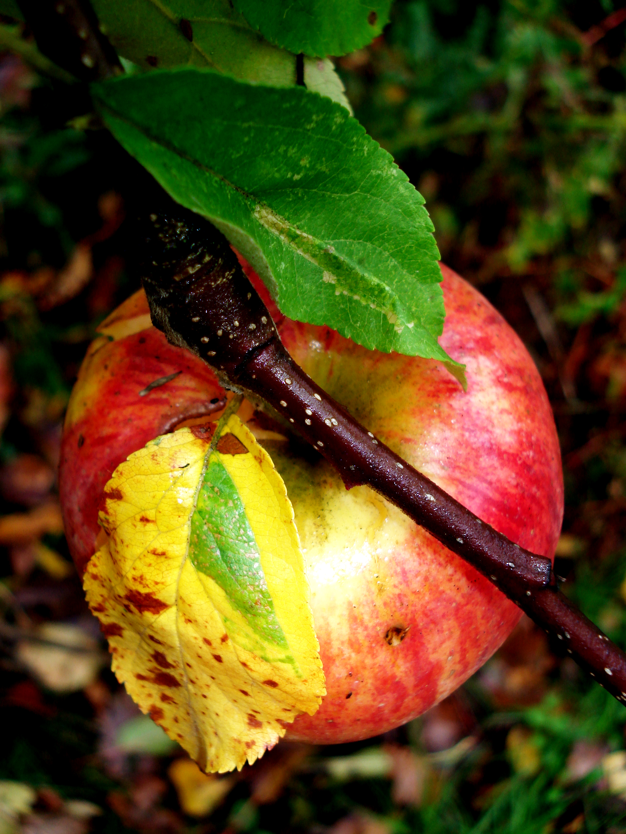 Green-island induced by Phyllonorycter blancardella - © M. Body/IRBI – CNRS/Université de Tours