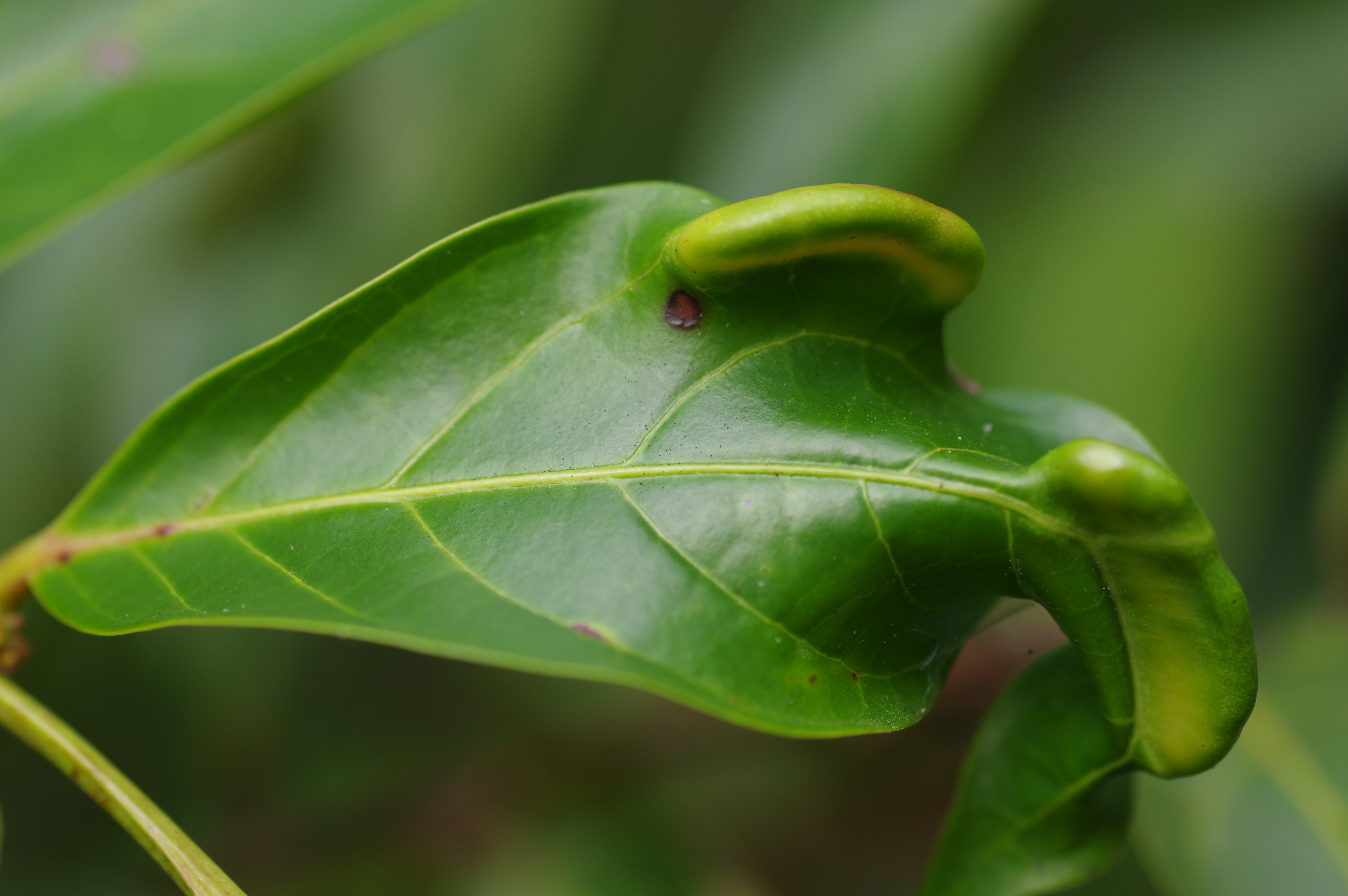 Gall induced by Caloptilia Cecidophora on Glochidion - © A. Guiguet/IRBI – CNRS/Université de Tours 