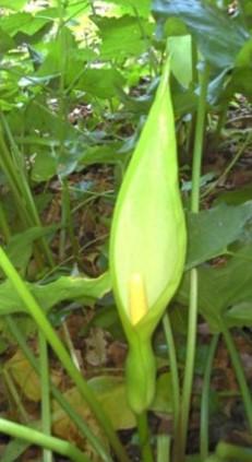 Fleur d'Arum italicum