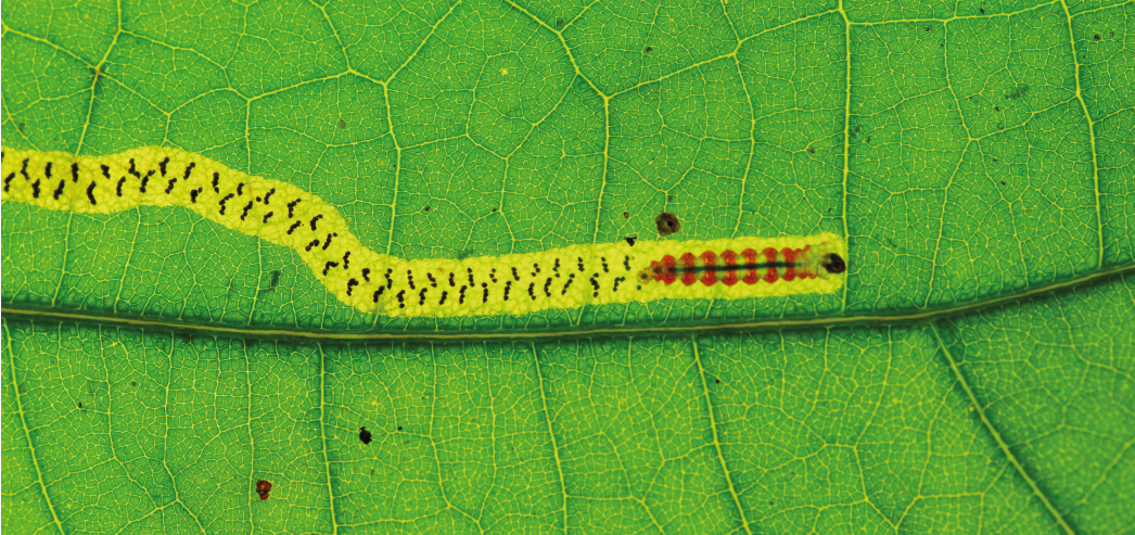 Zig-zag leafminer from French Guiana - © A. Guiguet/IRBI – CNRS/Université de Tours