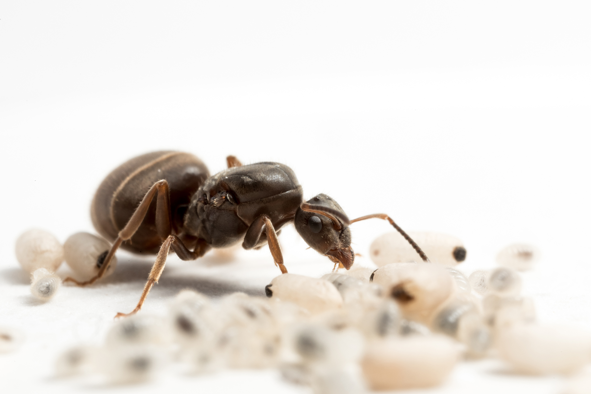 An ant founding queen expressing brood care behavior