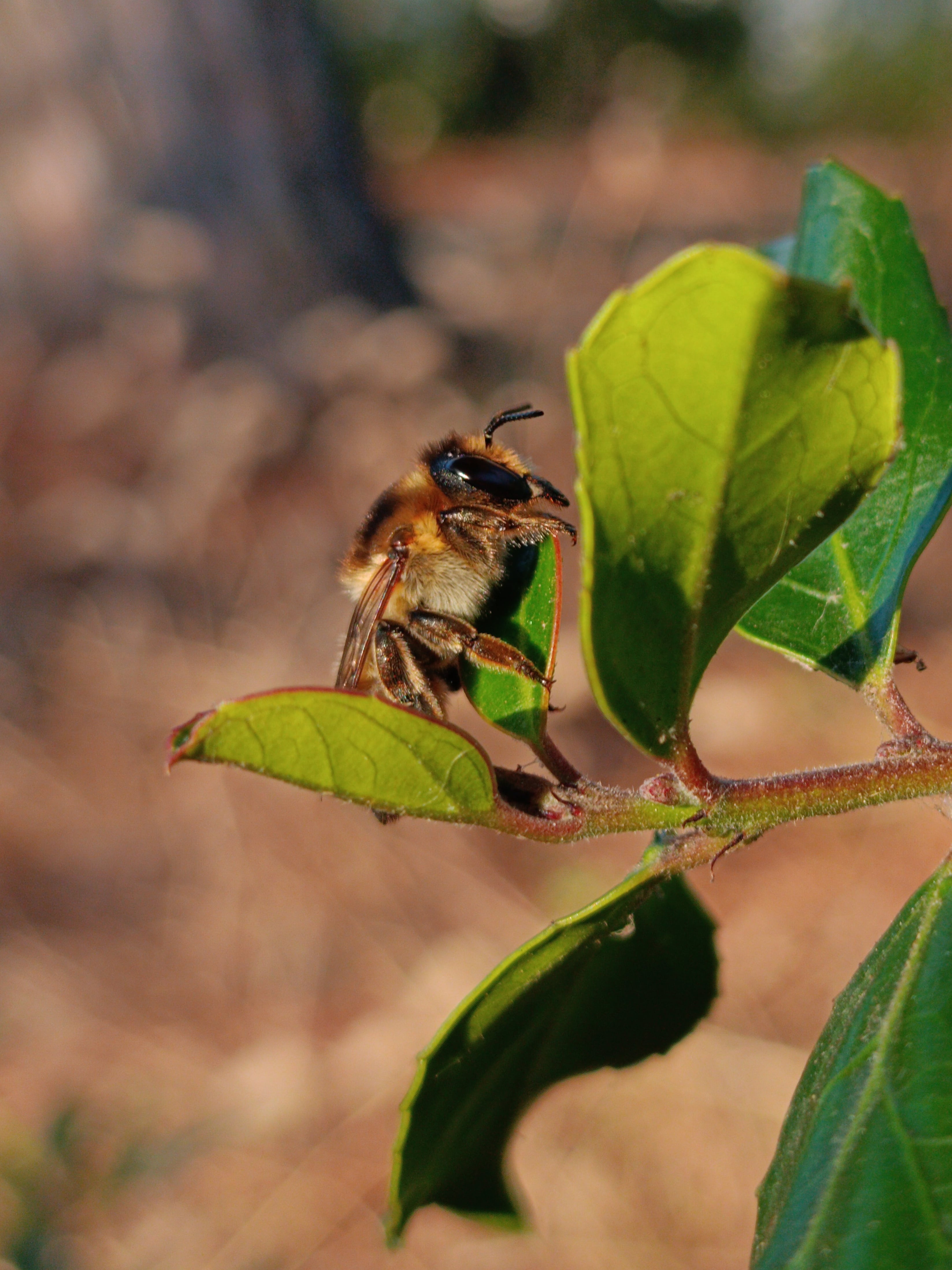 Megachile maritima (abeille solitaire)