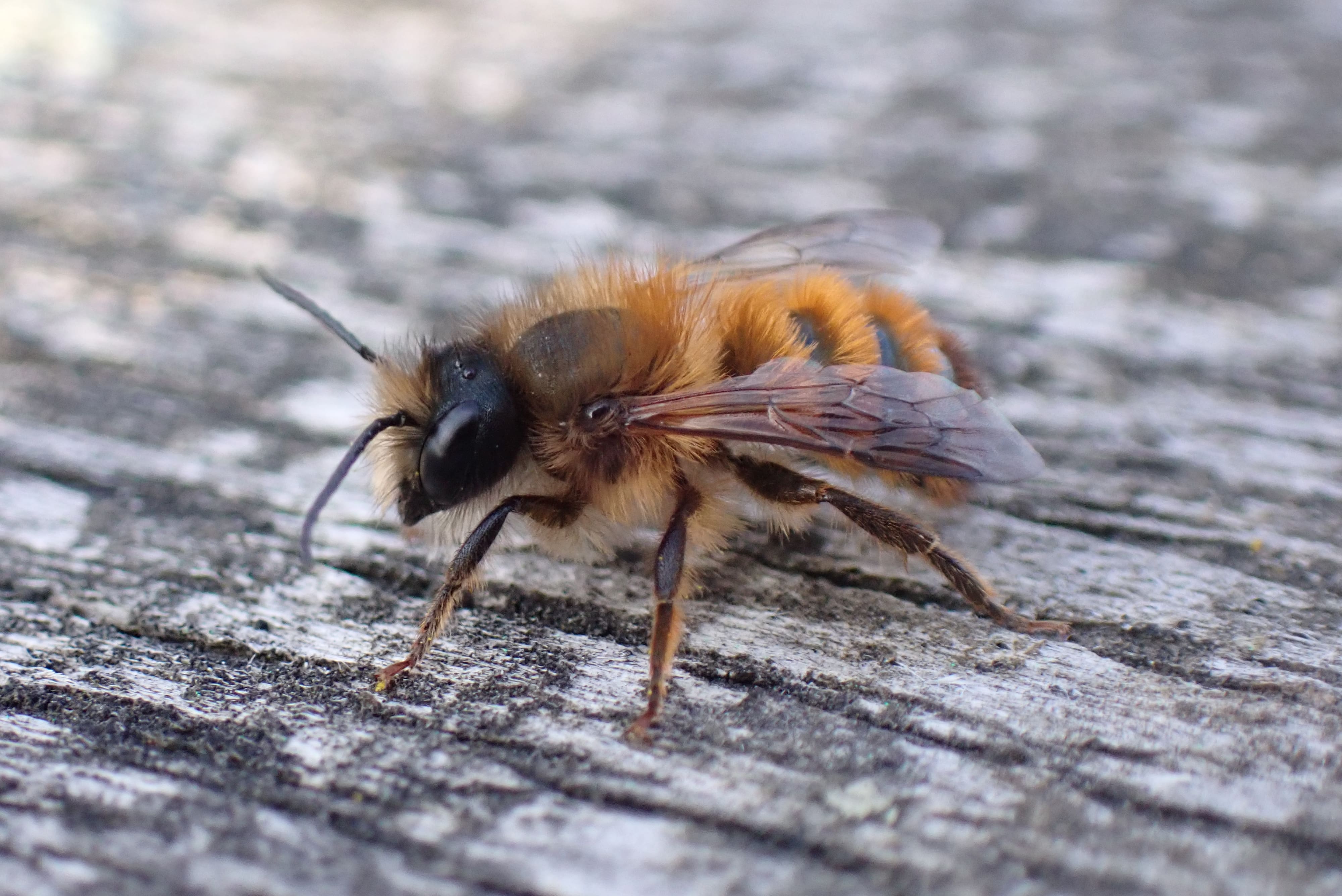 Osmia bicornis (abeille solitaire)