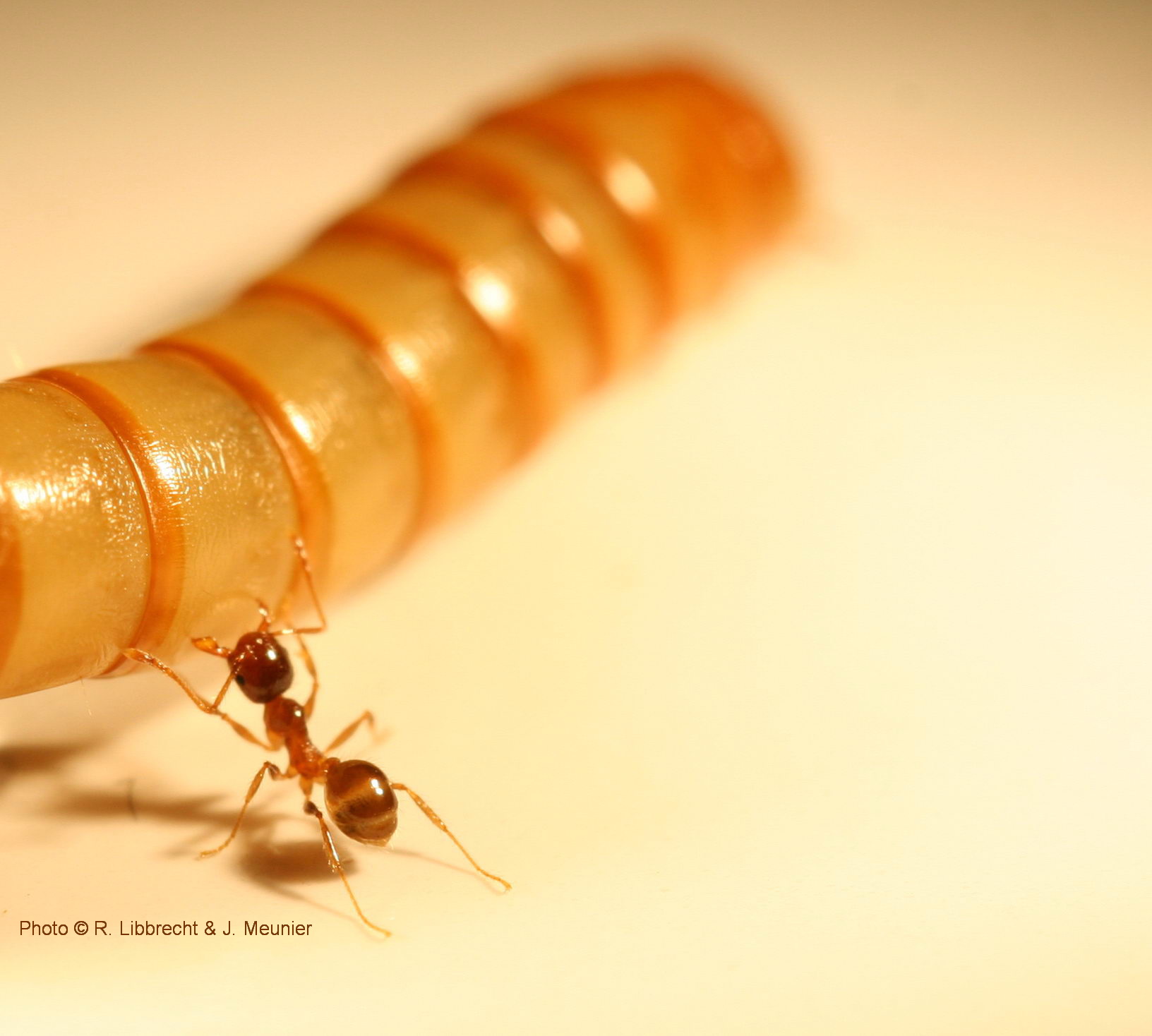 Pheidole pallidula hunting