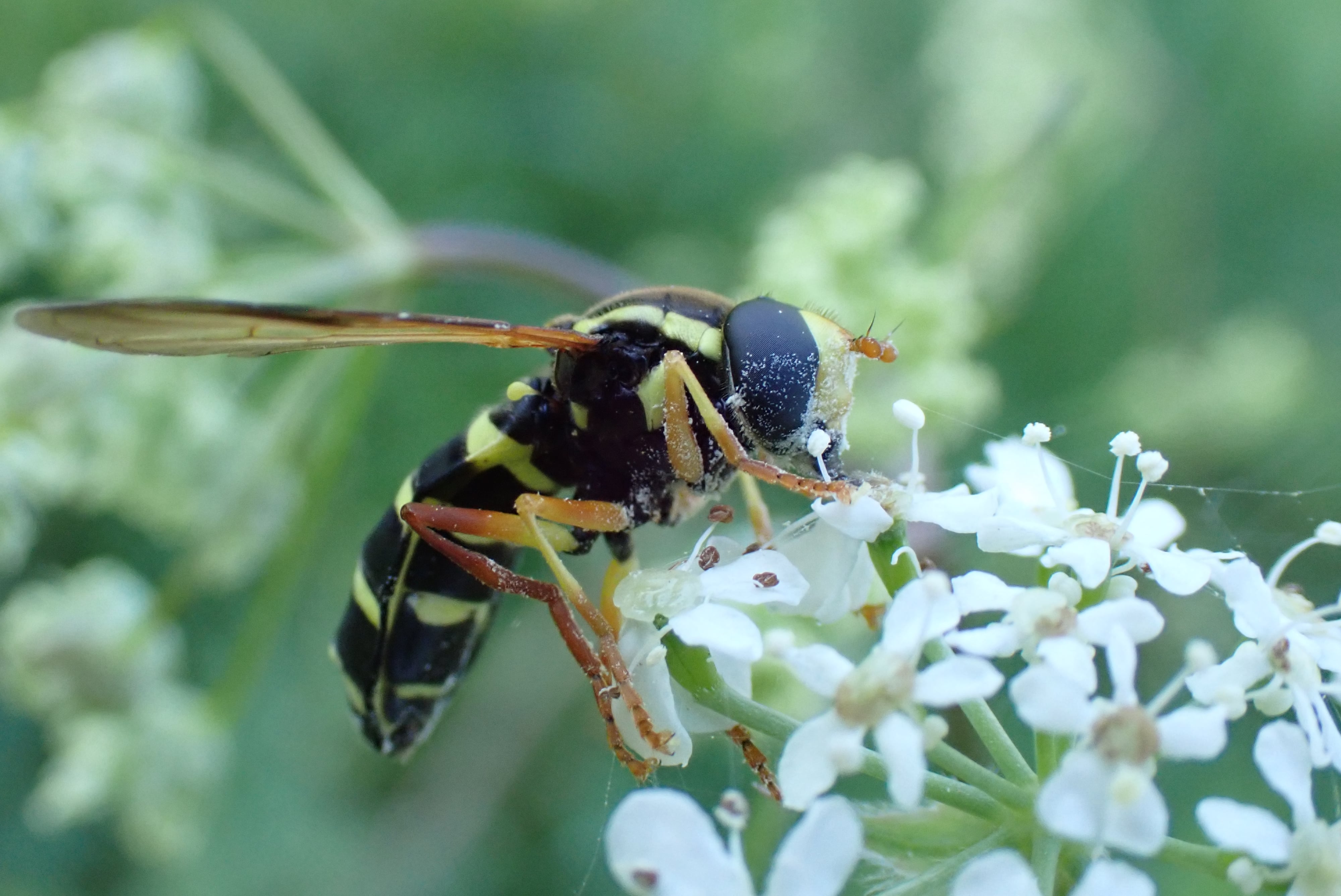 Philhelius citrofasciatus (syrphe)