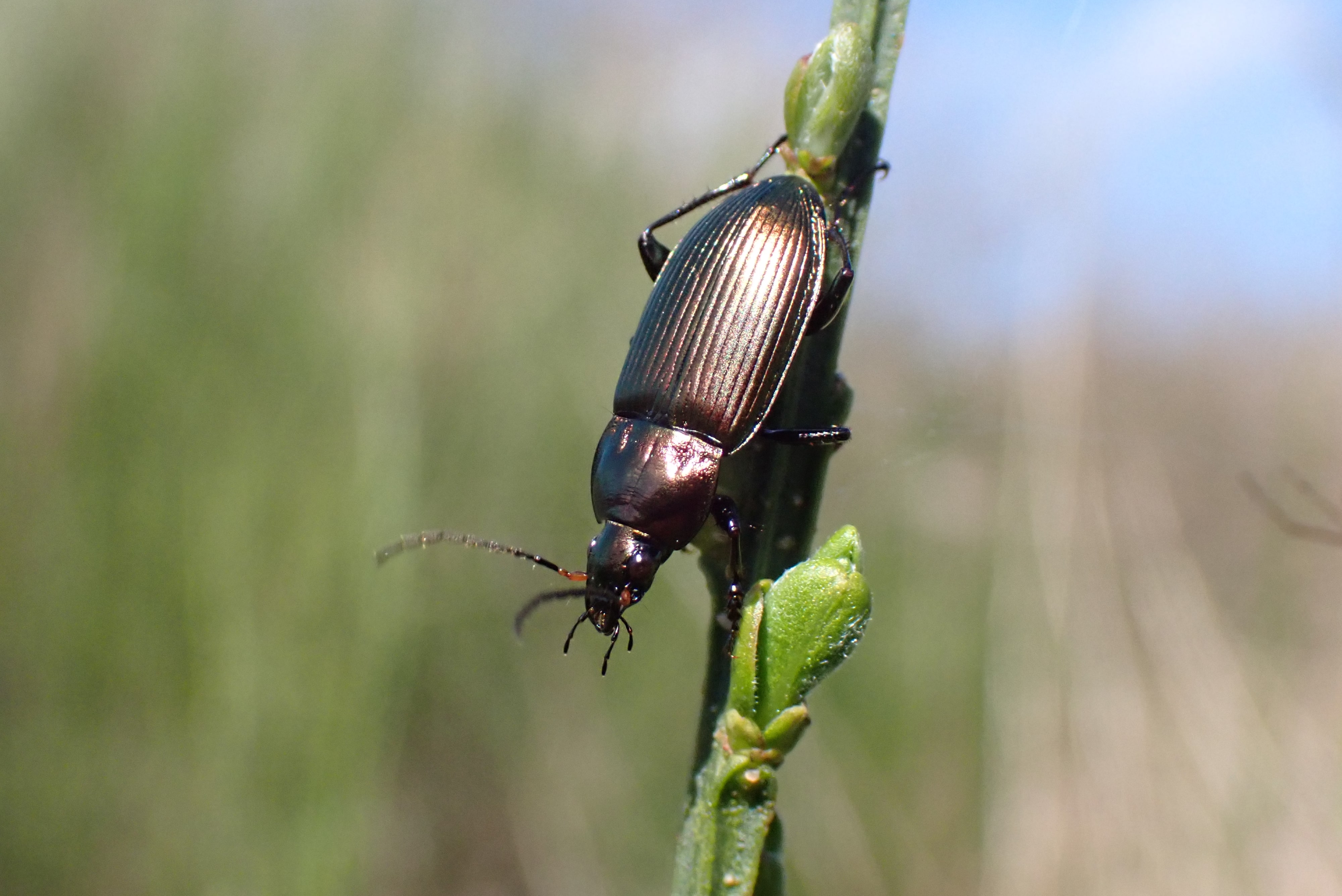 Poecilus sp. (Carabe)