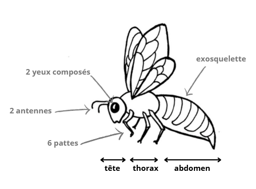 schema insecte