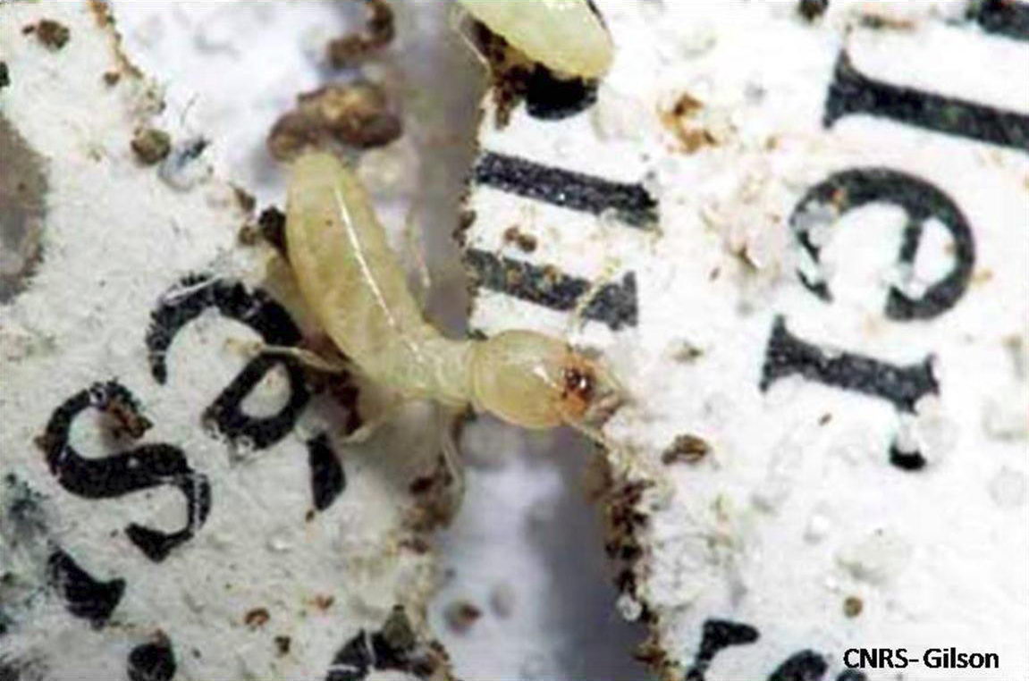 Termite biblio