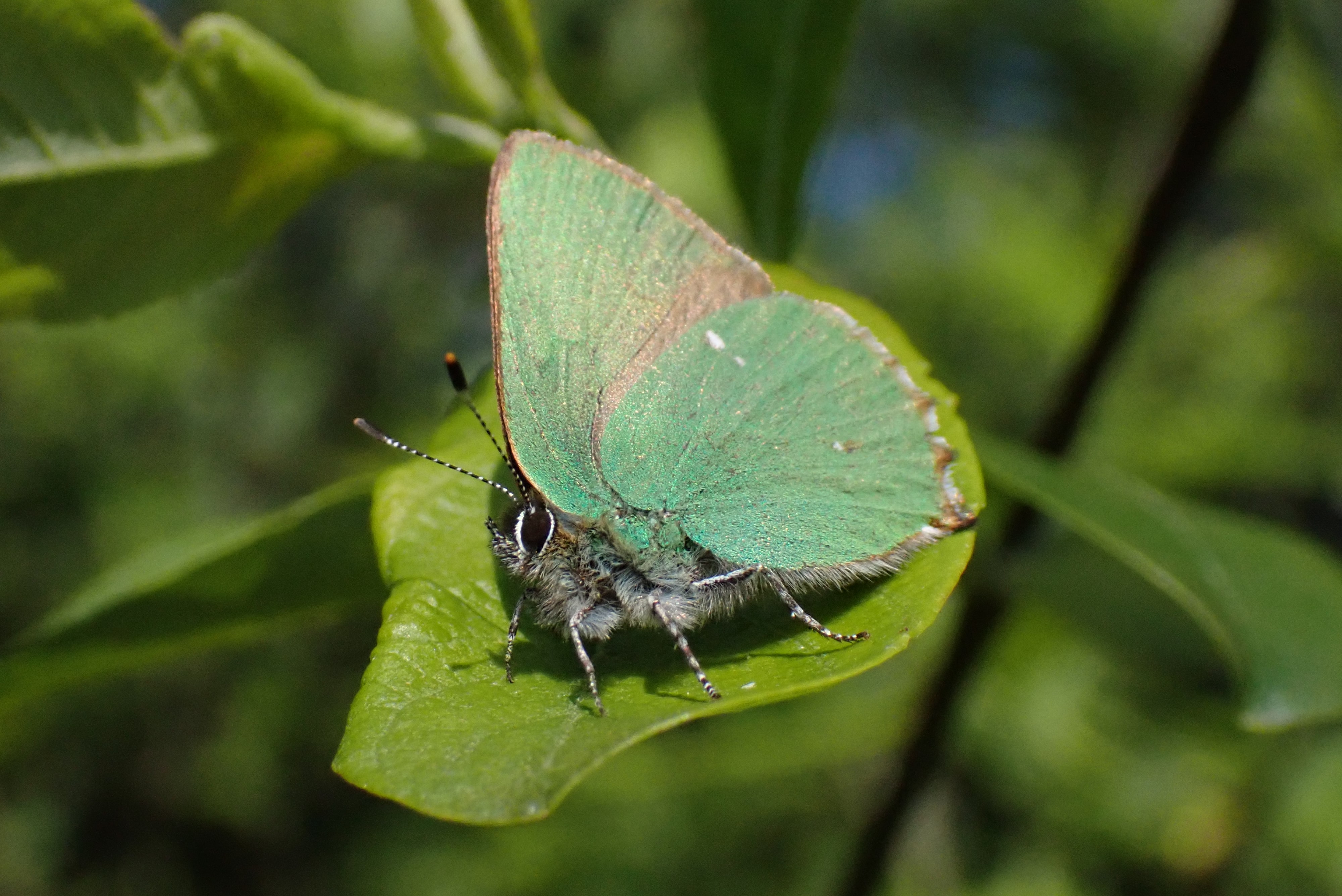 Thècle de la Ronce (papillon)