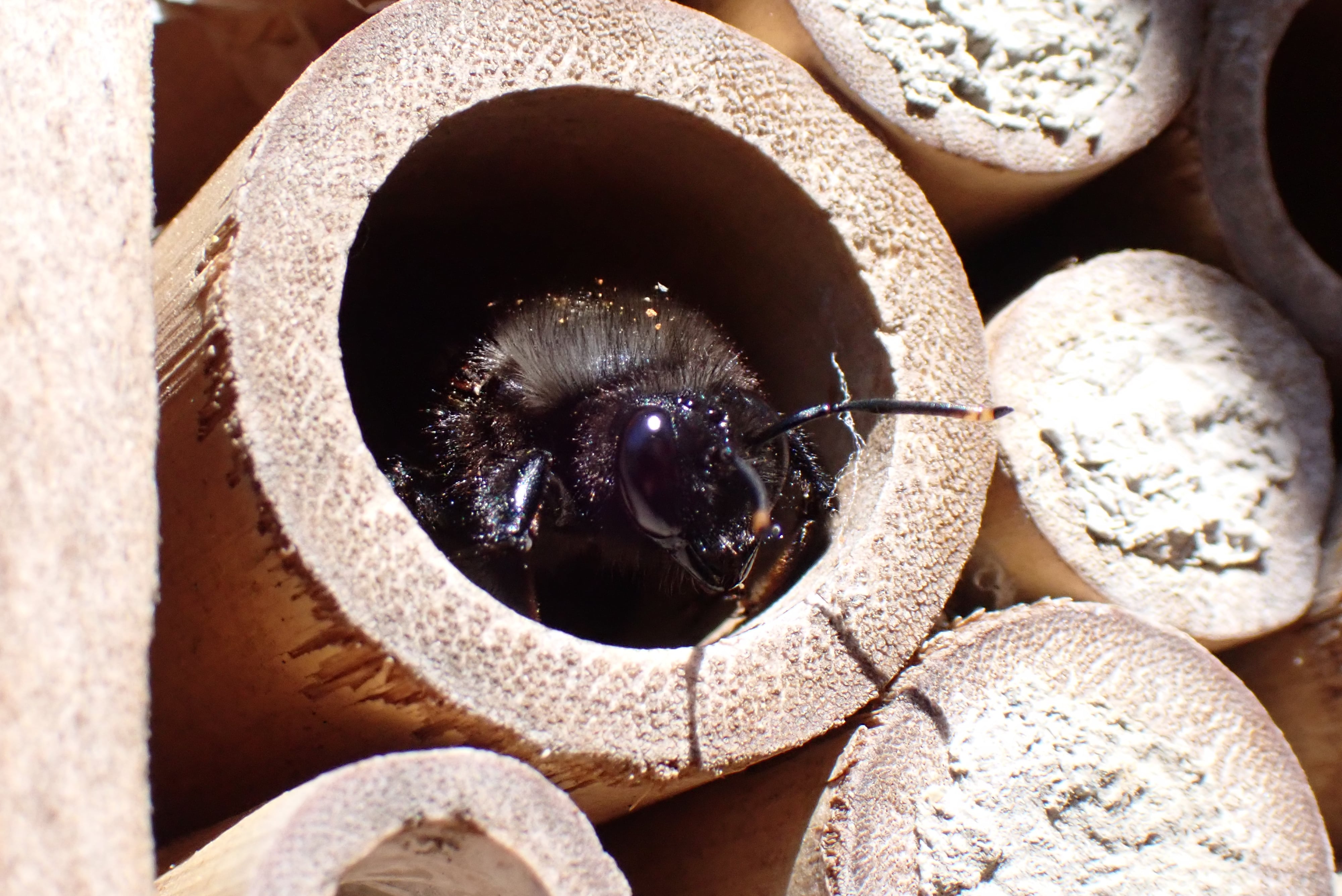 Xylocopa violacea (abeille solitaire)
